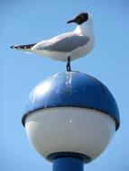 Seagull Bird Animal and blue sky