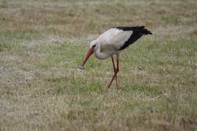 a stork stands in a field