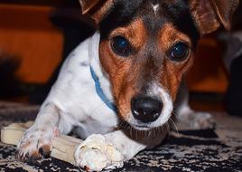 Dog Jack Russel Terrier