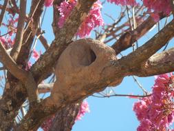 Rufous Hornero on a flowering tree