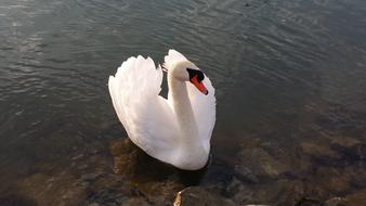 Swan Water Bird