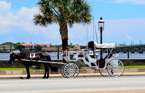 Horse And Carriage on St Augustine street