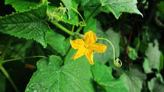 small yellow flower on a bush