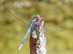 dragonfly on a tree in the leaves