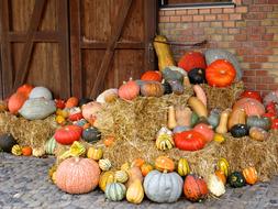 pumpkin harvest in the hay