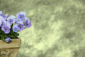 blue pansies as watercolor painting