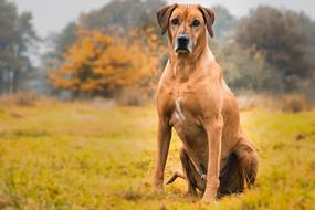 Rhodesian Ridgeback Animal Dog