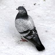 pigeon in the snow it cold