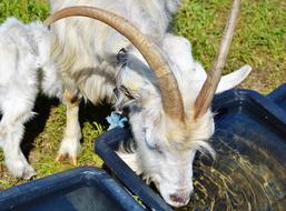 white goats as livestock