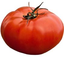 ripe large tomato