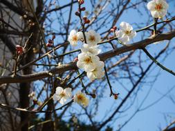 little flowers on a branch landscape