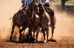 horses with man sand