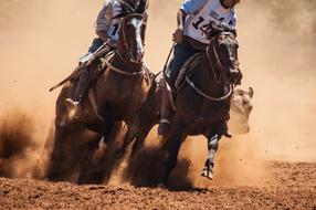 two horses and a man sand