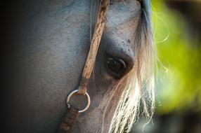 a horse's eye in the shadows