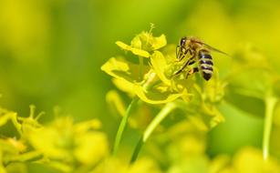 Close-up of the bee on the beautiful, blossoming, yellow and green flowers