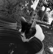 Cat Black White