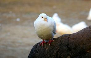 Bird Pigeon portrait