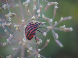 black beetle in red lines