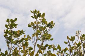 green leaves on the branches