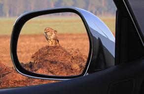 mirror rear mirror animal bird