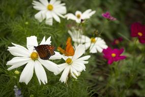 flowers lots of butterflies white