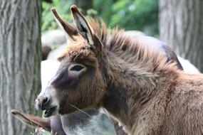 brown cute donkey at the zoo