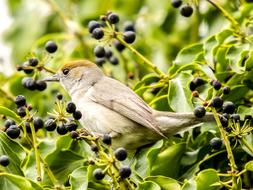 Blackcap Bird Songbird at Garden