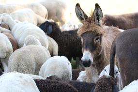 a jackass with lambs walking around