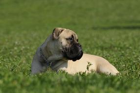 Bullmastiff Dog