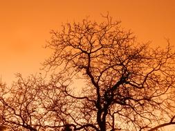 Tree Sky Sunset
