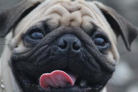 happy dog with tongue