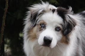 black and white fluffy dog looks closely