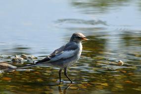 Colorful, cute and beautiful little bird in the water with colorful rocks
