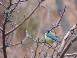 Bird Branches Tit