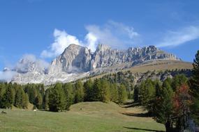 field with trees and mountains