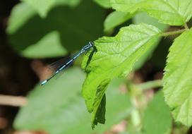 blue dragonfly on green leaves in blurred background