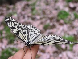 white Butterfly on hand