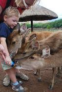 Feeding Animals Love