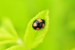 there's an insect sitting on a leaf