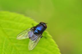 fly on foliage