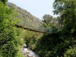 bridge over the river in the forest thickets