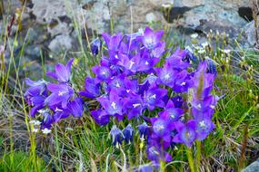 purple flowers on the hill