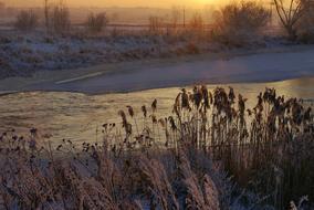 river in snow and reeds