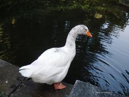 A white swan sits by the water