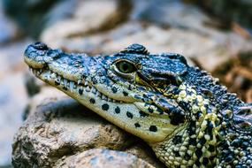 cute sleeping crocodile green