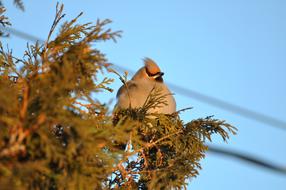 Bird Animal