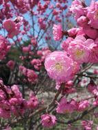 plum blossoms are beautiful