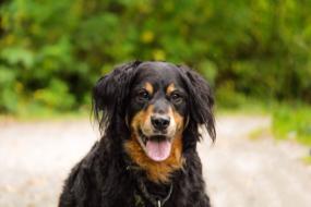 Portrait of the cute and beautiful, black and brown dog with tongue out, on the road, near the plants