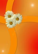 invitation, red background with daisies