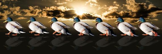 an army of ducks at dawn